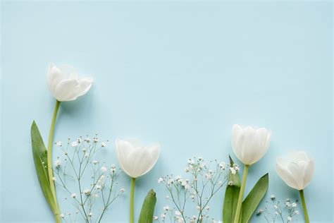 77 White Tulips Wallpaper Hd Picture - MyWeb