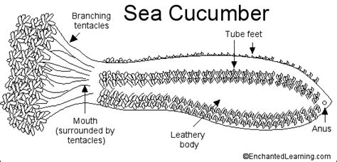 Sea Cucumber Anatomy