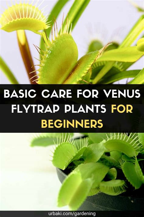 Basic Care for Venus Flytrap Plants for Beginners