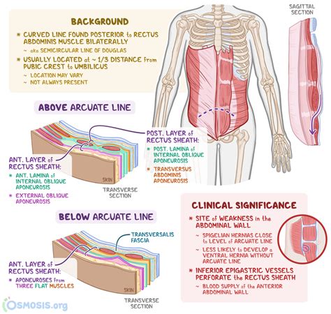 Arcuate Line: What Is It, Clinical Significance, and More | Osmosis