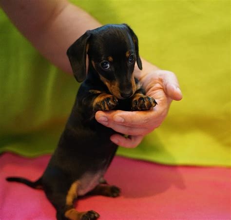 Dachshund Miniature Smooth Hair Puppies | in Barry, Vale of Glamorgan ...