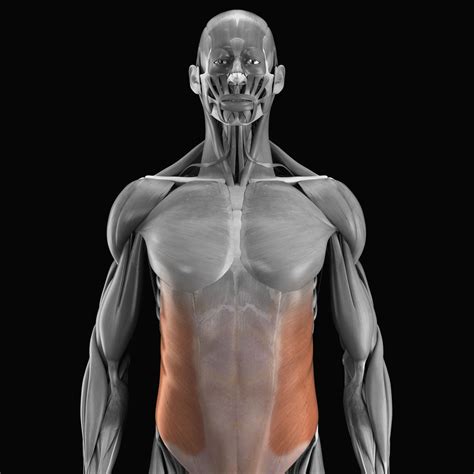 Abdominal Muscles Location and Function