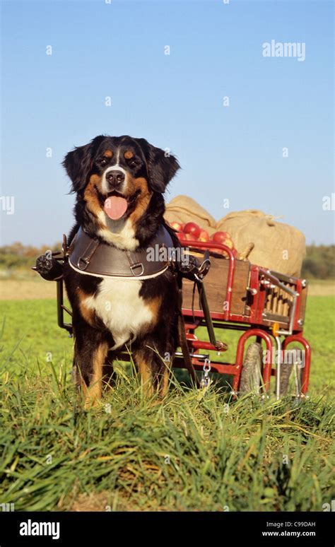 Bernese mountain dog pulling cart hi-res stock photography and images ...