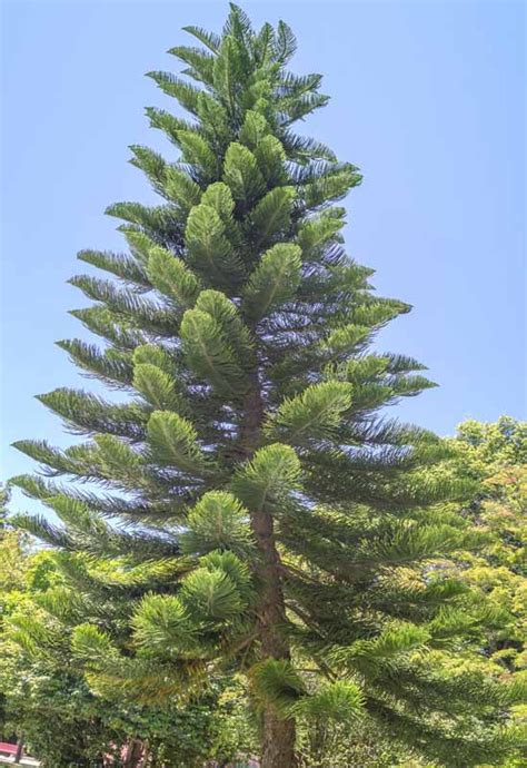 Araucaria columnaris (New Caledonian Pine)