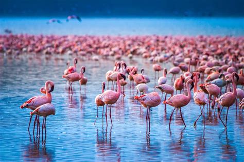 Reasons as to Why is Lake Nakuru National Park Famous?