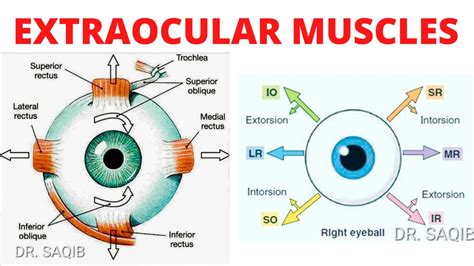 Extraocular Muscles | Eye Movements | Clinical Testing of Eye Muscles ...