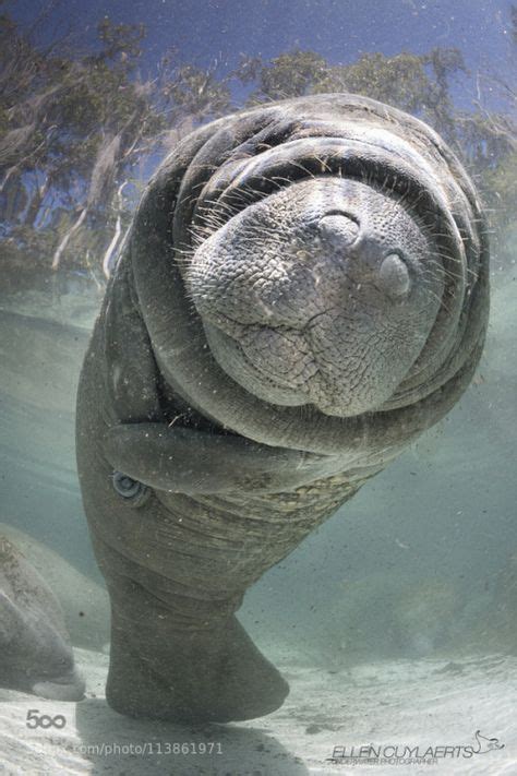 Fascinating Facts About Manatees: Discover the Gentle Giants of the Sea