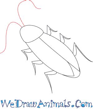 How to Draw a Cockroach