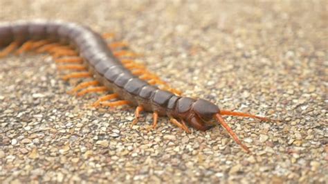 3 Signs Of Centipede Infestation In Your Home