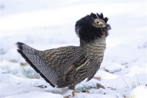 Winter Display of Ruffed Grouse, Fanned Tail and Ruff Stock Image ...