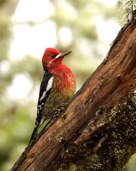 Red-breasted Sapsucker | Oregon Birding Association