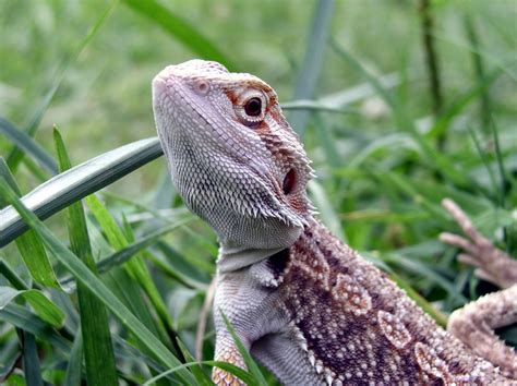 REPRODUCTION & DEVELOPMENT - The Northern Fence Lizard