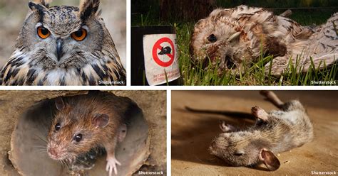 California Residents: URGENT: Save Wild Animals, Ban Deadly Rodenticide ...