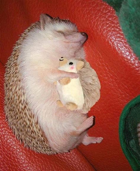 Napping hedgehog