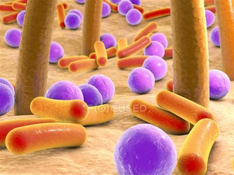 Bacteria on human skin — microbe, microflora - Stock Photo | #160565138