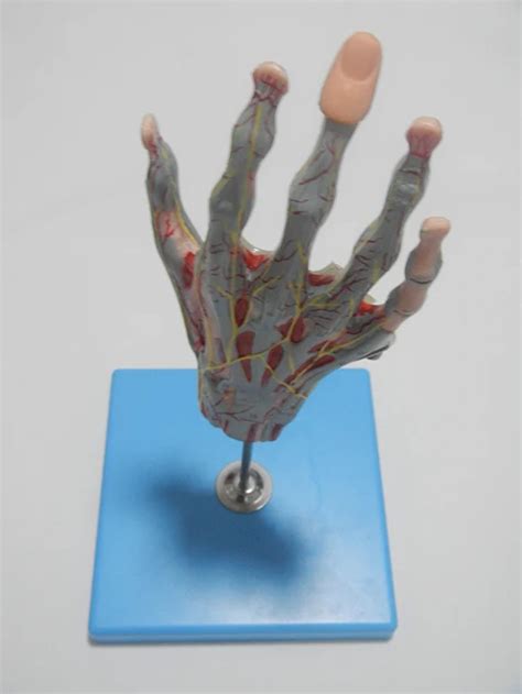 Muscle Anatomy Hand,Hand Model - Buy Plastic Hand Model,Hand Model,Hand ...