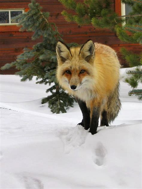 Red Fox Taxonomy | Wildlife Online