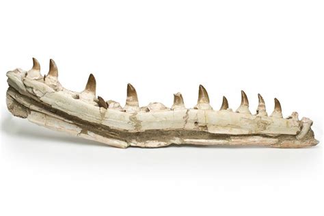 25" Mosasaur Jaw with Eleven Teeth - Morocco (#225340) For Sale ...