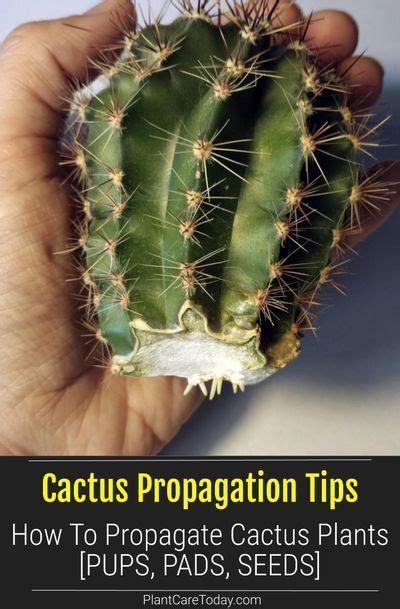 Cactus Propagation: How To Propagate Cactus Plants and Cactus Pups ...