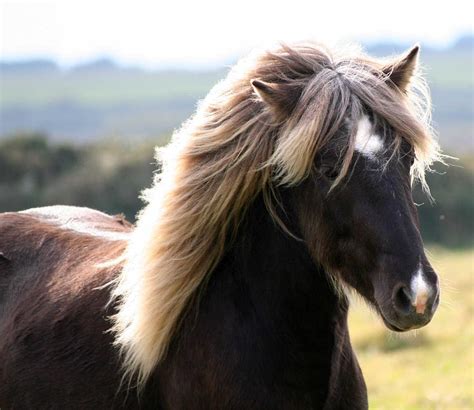 Icelandic Horse Colours – Icelandic Horse Society of Great Britain – IHSGB