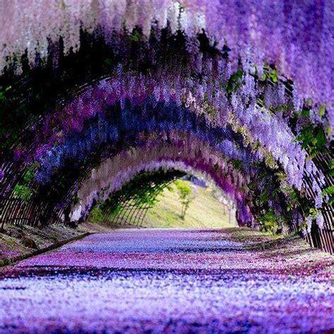 Wisteria Tunnel, Japan | Beautiful places to visit, Scenery, Kitakyushu