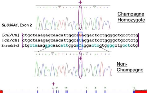 Sequence Alignment and Gene Diagram. Alignment is between homozygous ...