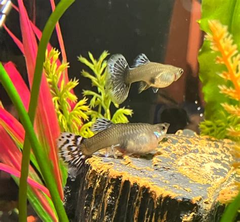 Rainbow Guppy: Complete Guide to Care, Breeding, and Tank Size