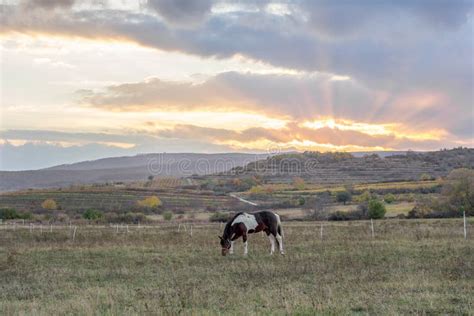 Horse in the sunset meadow stock photo. Image of country - 81405276