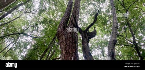 Crna poda forest reserve. Old Pinus nigra trees in the Tara river ...