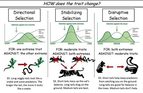 ️Types Of Selection Biology Worksheet Free Download| Goodimg.co