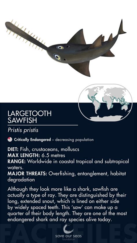 Largetooth sawfish - Save Our Seas Foundation