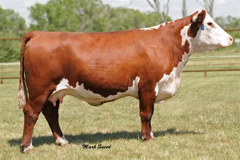 Breed Spotlight: Hereford Cattle | Livestock Nerd