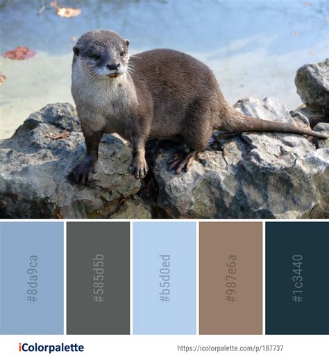 Color palette theme related to fauna, Image, mammal, mink, mustelidae ...