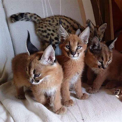 serval and caracal kittens for sale in Allenby Gardens for $ 3,500.00