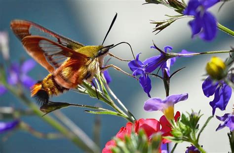 Hummingbird Clearwing Moth Caterpillar