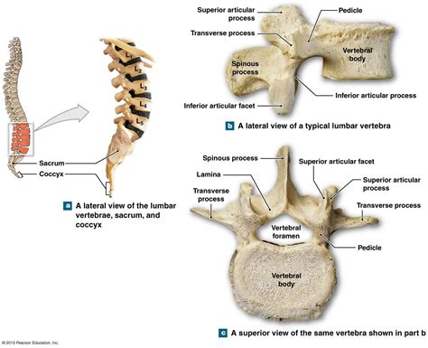 the lumbar vertebrae | Anatomy bones, Skeletal system anatomy, Brain ...