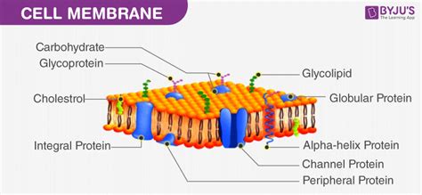 Cell Membrane Or Cytoplasmic Membrane Microscopic Structure Outline ...