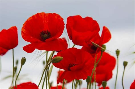 Poppy Flower Meaning and Symbolism in the Language of Flowers - Petal ...