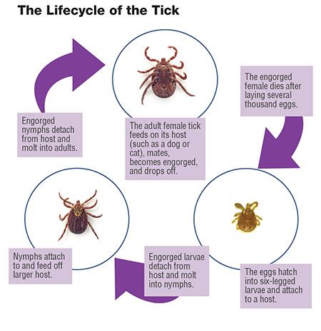 tick life cycle stages - Ina Grace