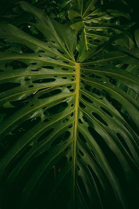 Monstera for mobile phone, Monstera, Monstera Leaves, HD phone ...