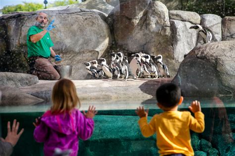 Get up close (and underwater) with the penguins at their new Denver Zoo ...