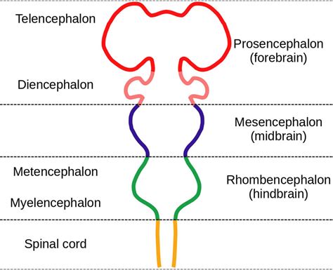 The Forebrain - Integrated MCAT Course