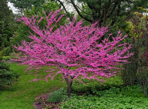 Eastern Redbud Fall Color