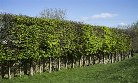 Hedge Hornbeam Bare Root Plants | Groupon