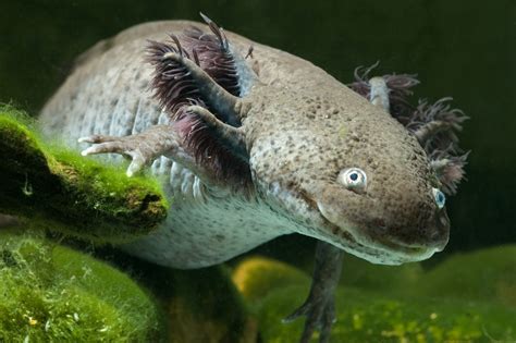 Axolotls guide: what are they, what do they eat, and do they make good ...