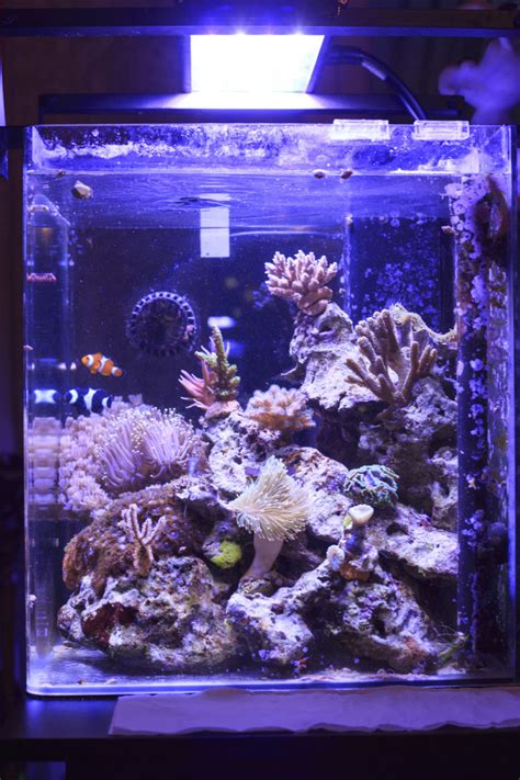 7 Best Saltwater Powerheads for Awesome Flow in Your Reef Tank