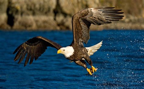 Flying Eagle Wallpapers - Wallpaper Cave