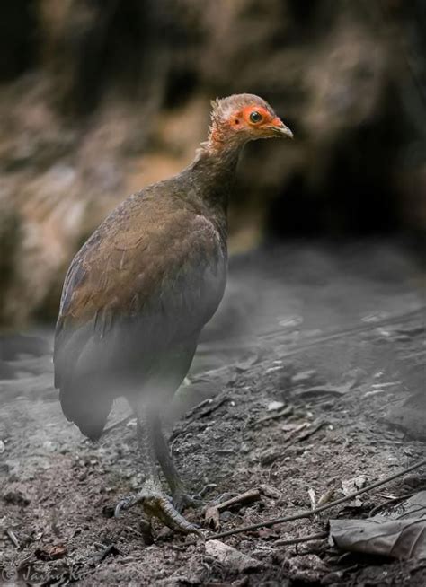 Nicobar Scrubfowl (Megapodius nicobariensis) The elusive Nicobar ...