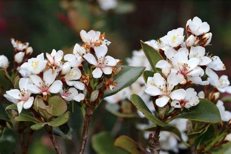 Indian Hawthorn (Rhaphiolepis indica) Grow and Care Tips | Florgeous