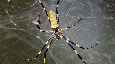 Are Joro spiders poisonous? | 11alive.com